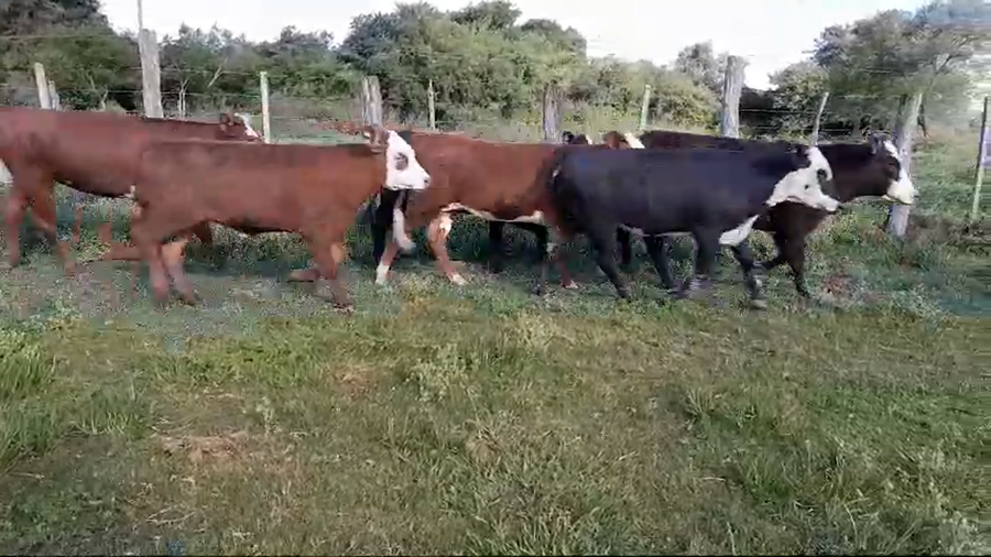 Lote 93 Terneros/as