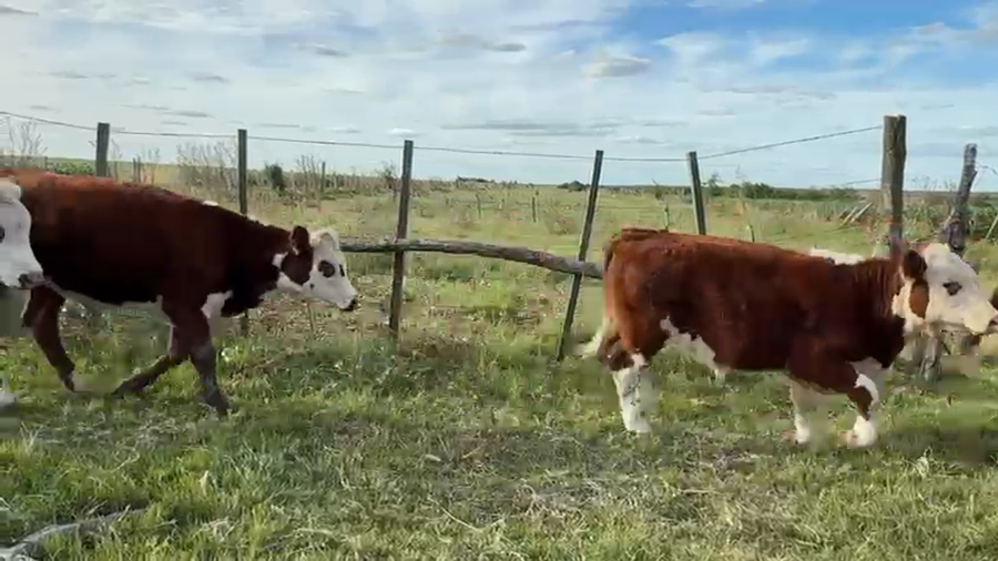 Lote TERNEROS Y TERNERAS