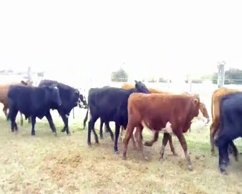 Lote 58 Novillos en Montefiore, Santa Fe