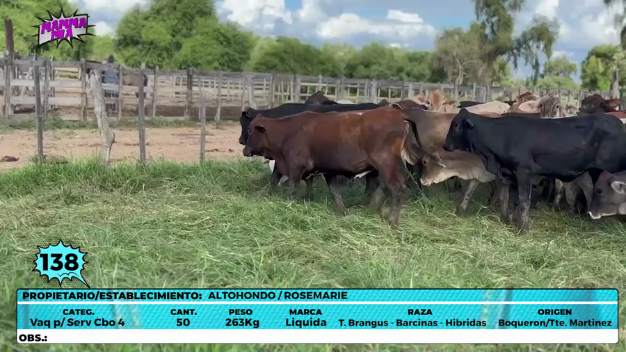 Lote LOTE 138