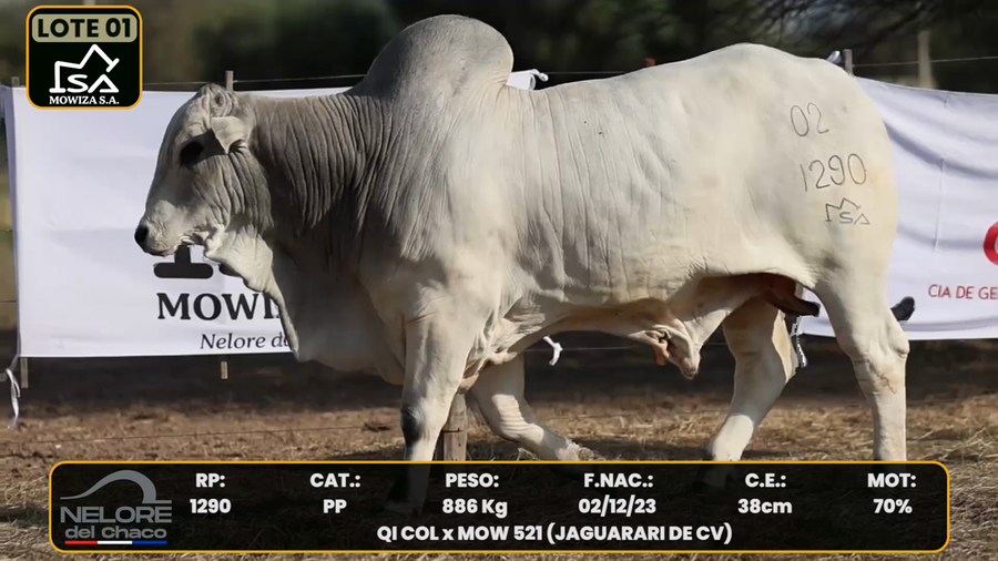 Lote LOTE 1