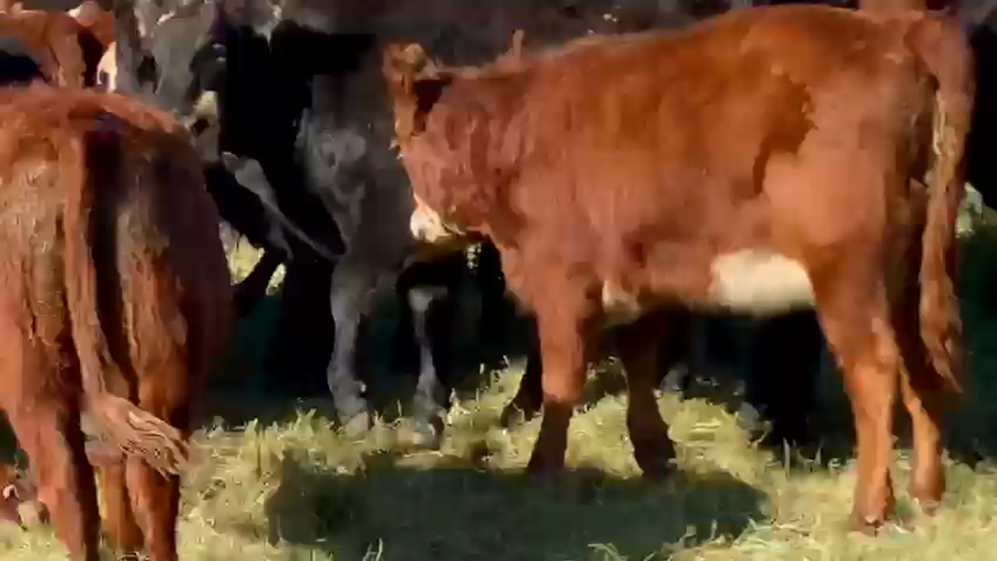 Lote 70 Terneras en Dolores, Buenos Aires