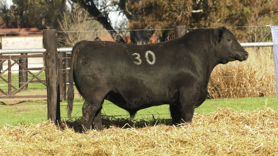 Lote TOROS ANGUS PURO CONTROLADO