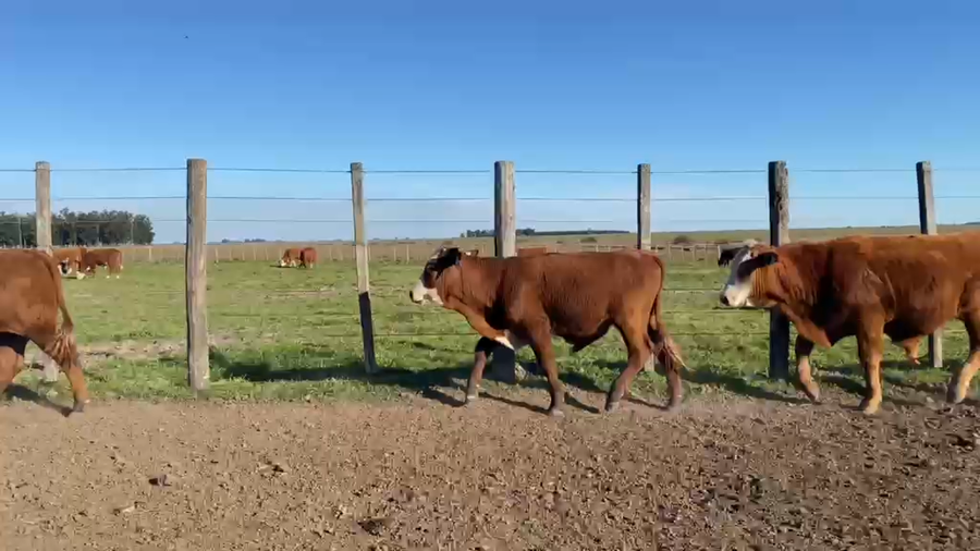Lote 77 Terneros
