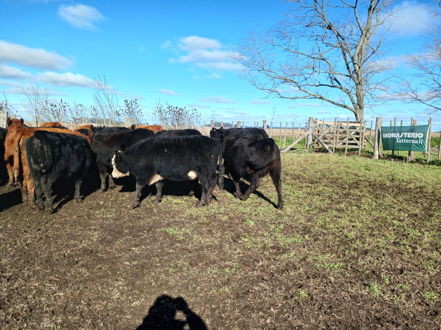 Lote 26 Novillitos en Rauch