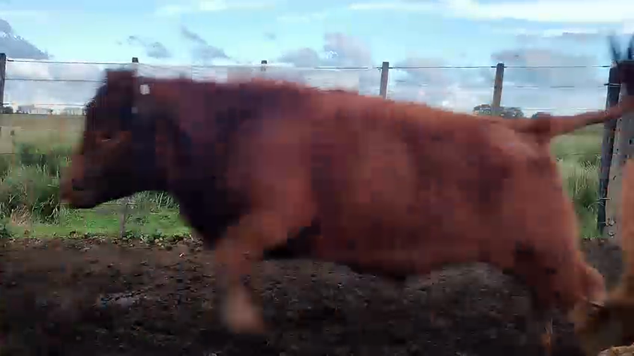 Lote 70 Terneros en Olavarría