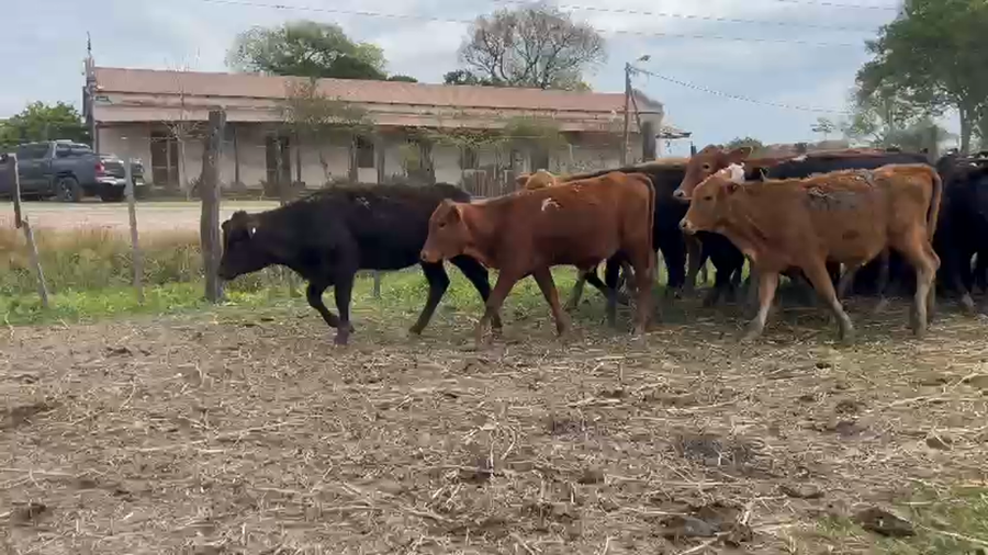 Lote 80 Terneros/as