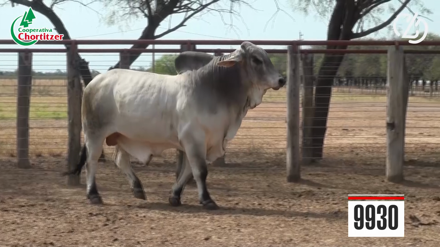 Lote Brahman