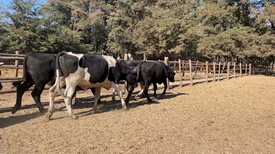 Lote 83 Novillo Engorda en Región Metropolitana, Paine