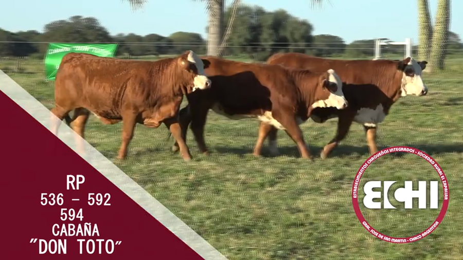 Lote VAQUILLAS P/SERV. BRAFORD CABAÑA DON TOTO