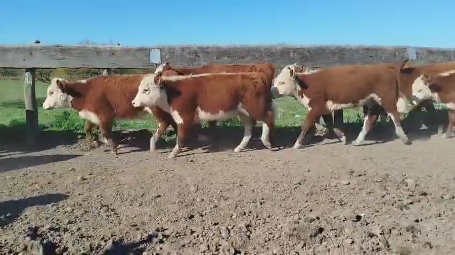 Lote 29 Terneras