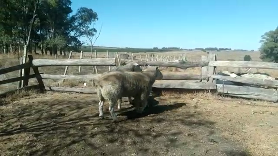 Lote (Vendido)2 Carneros TEXEL - HIGHLANDER a remate en #29 Pantalla Carmelo en CARDONA