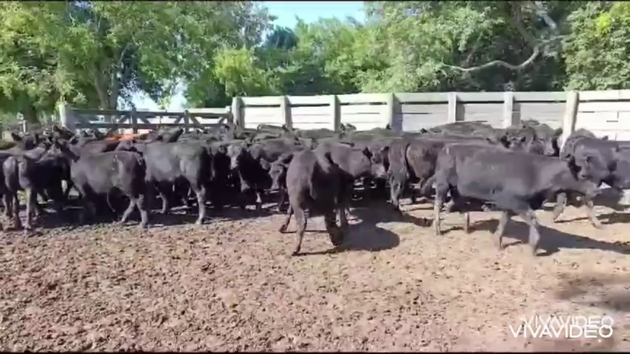 Lote 120 Terneros