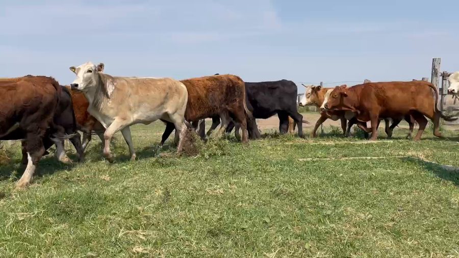 Lote 82 Vaquillonas P/ entorar en Berón de Astrada, Corrientes