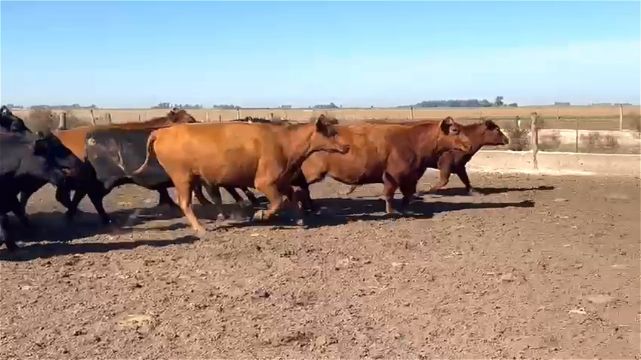 Lote 50 Vacas CUT Preñadas