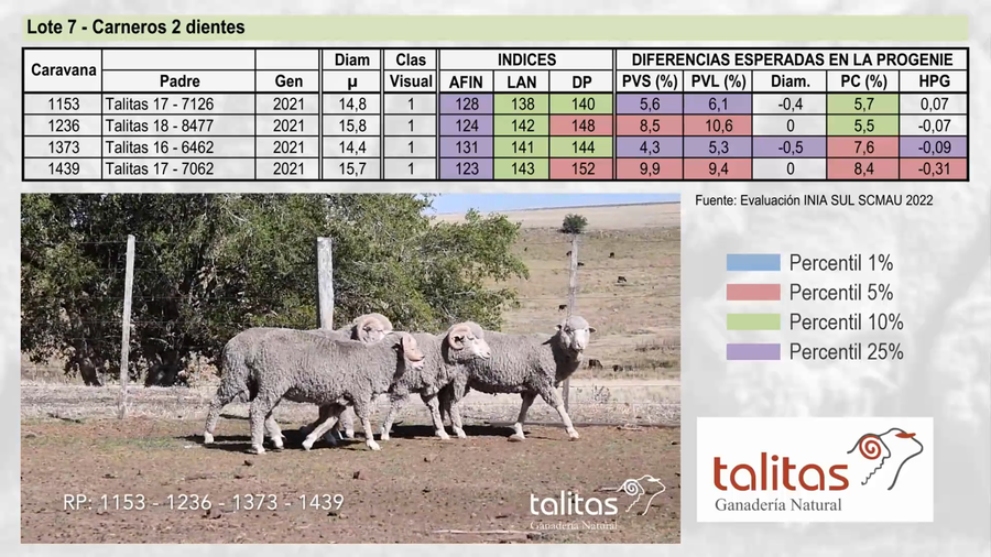 Lote Lote 7 - TALITAS