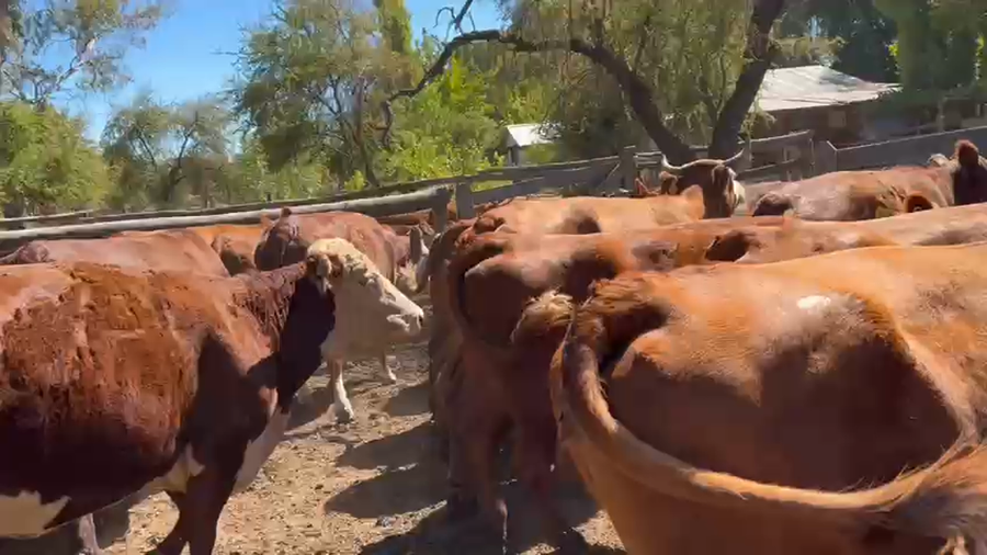 Imagen 1 del Lote Lote 35 Vaca Gorda en San Javier, VII  Región Maule