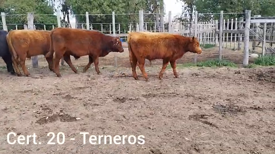 Lote TERNEROS