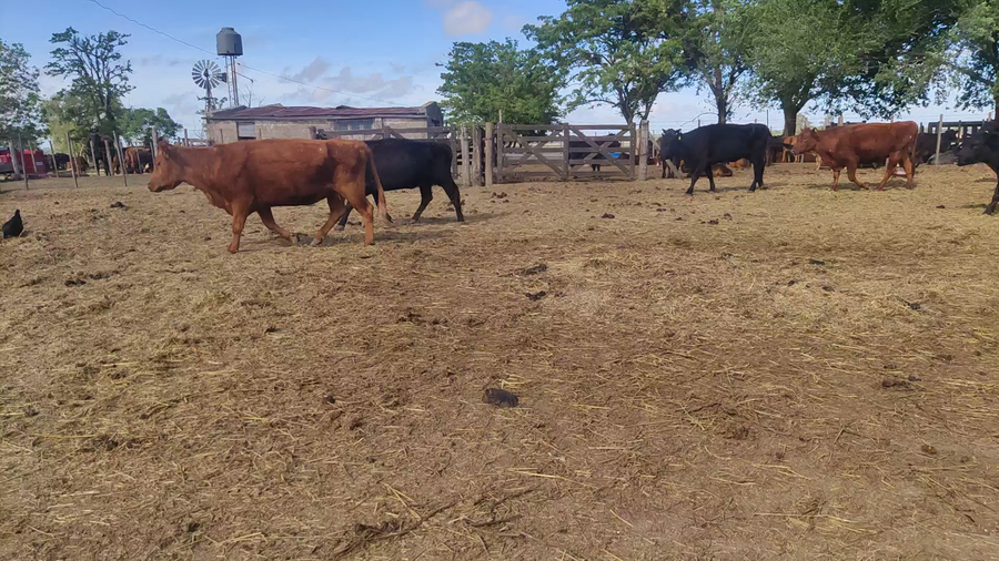 Lote 15 Vacas nuevas C/ gtia de preñez en Cañuelas, Buenos AireS
