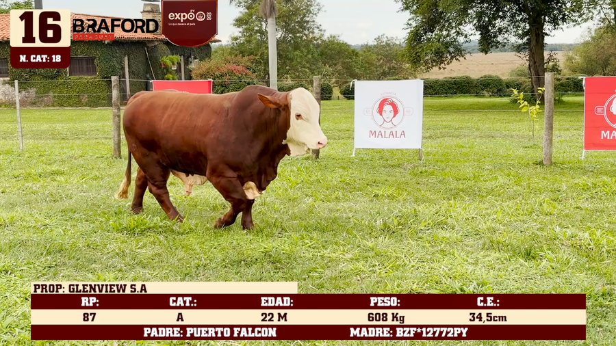 Lote LOTE 16