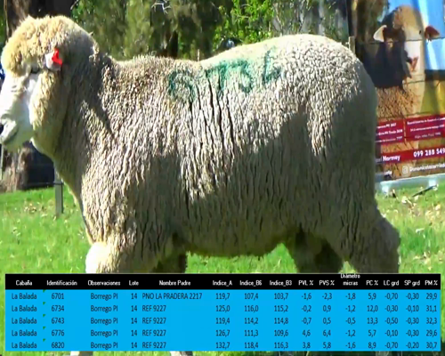 Lote 5 Borregos a remate en La Señal del Futuro , Tacuarembó