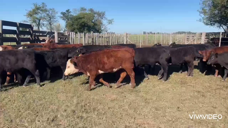 Lote 72 Terneros/as en Gral. Paz, Buenos Aires