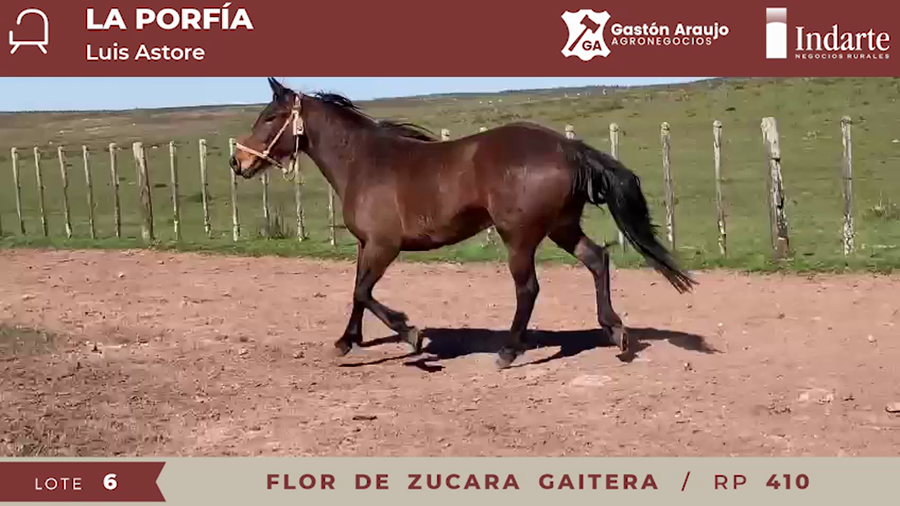 Lote FLOR DE ZUCARA GAITERA