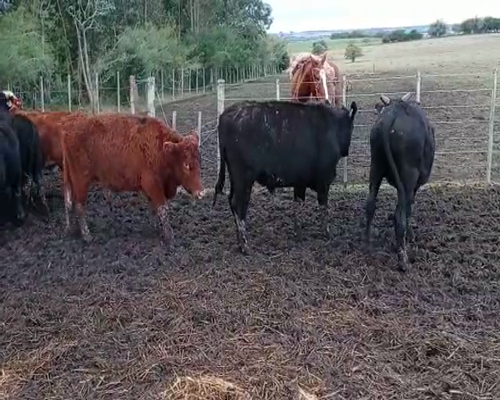 Lote 24 Terneros en Colonia