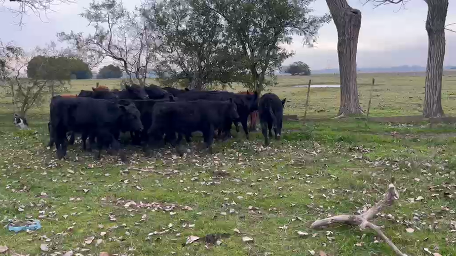 Lote 17 Terneros ANGUS NEGROS a remate en PRUEBA  en San Vicente, provincia de Buenos Aires