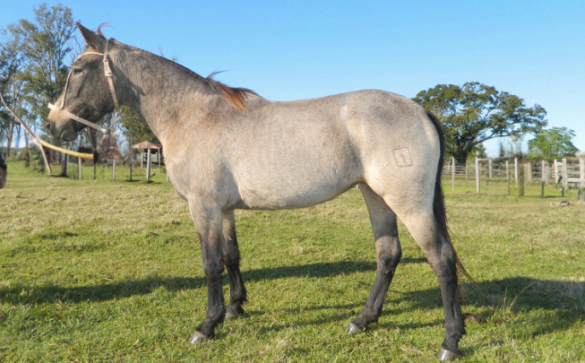 Lote OSADA 249 DE NC