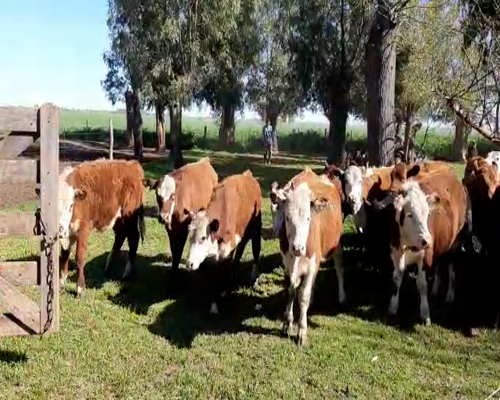 Lote 29 TERNS. MACHOS Y HEMBRAS, PEHUAJO, PCIA. DE BS. AS.