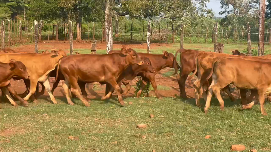 Lote 120 Terneros en Candelaria, Misiones