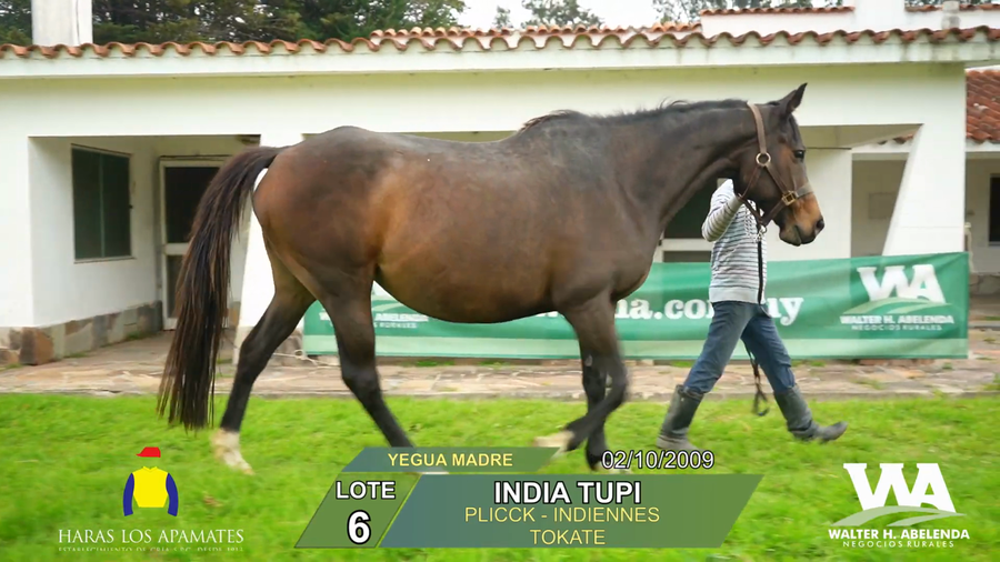 Lote INDIA TUPI