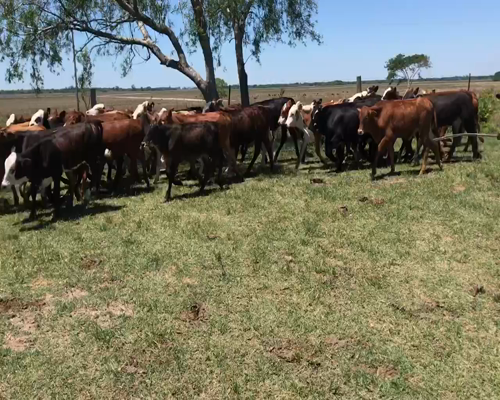 Lote 74 Terneros/as en Saladas, Corrientes