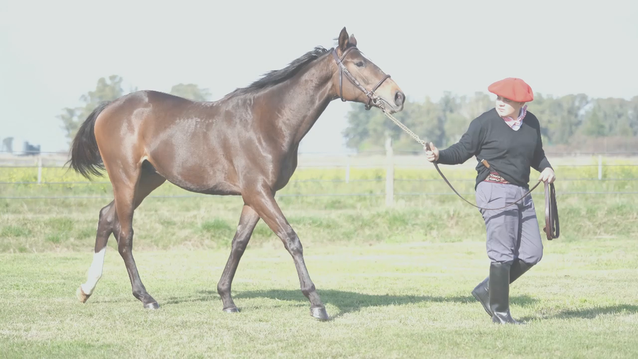 Lote SEBI NIK (NICODEMUS -  SUN SPRINKLE)