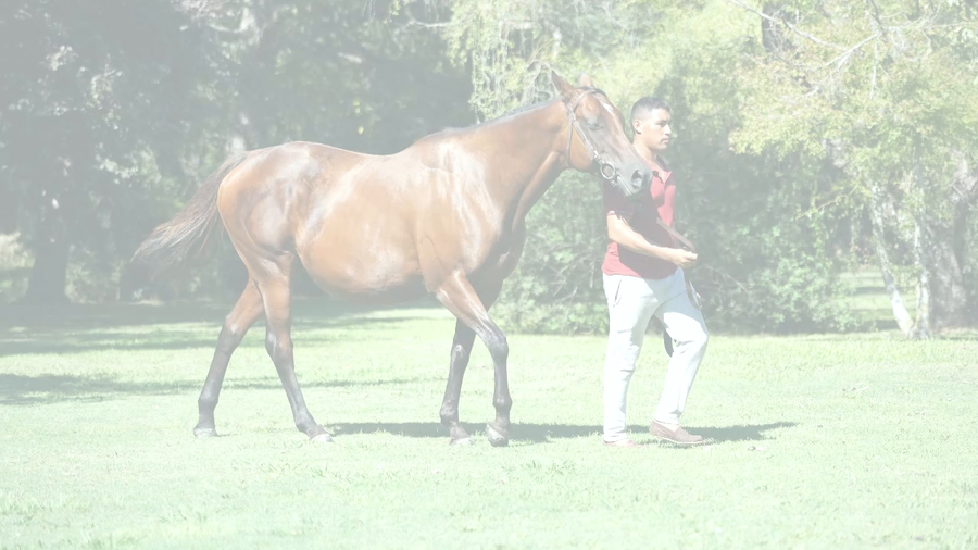 Lote SA MAJESTE (THE LEOPARD - SOMMITE) Preñez por CHE EVASOR