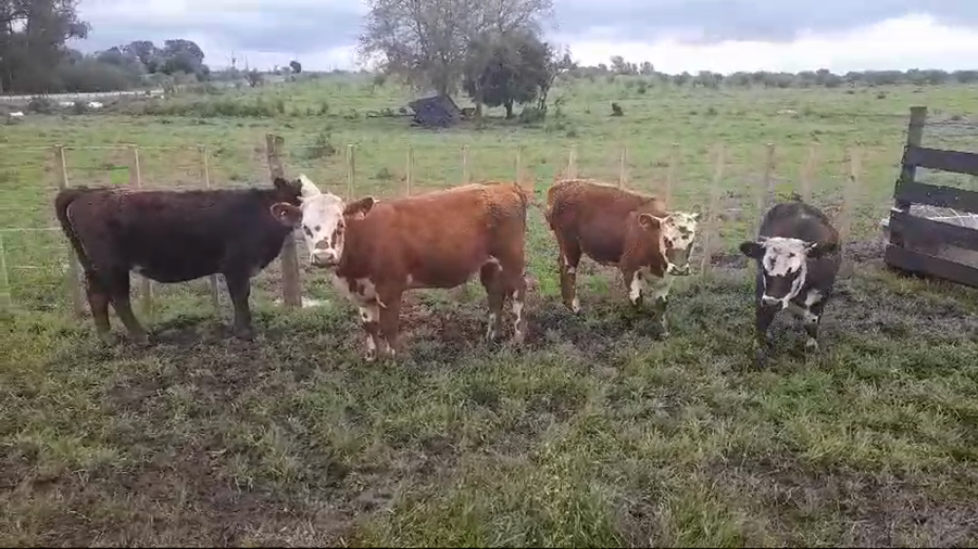 Lote (Vendido)4 Terneras HEREFORD/ ANGUS a remate en #50 Pantalla Carmelo 260kg -  en CONCHILLAS