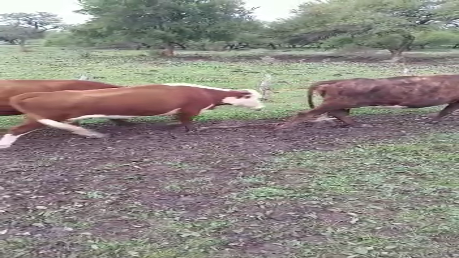 Lote 95 Vacas CUT preñadas en Entre Ríos, La Paz