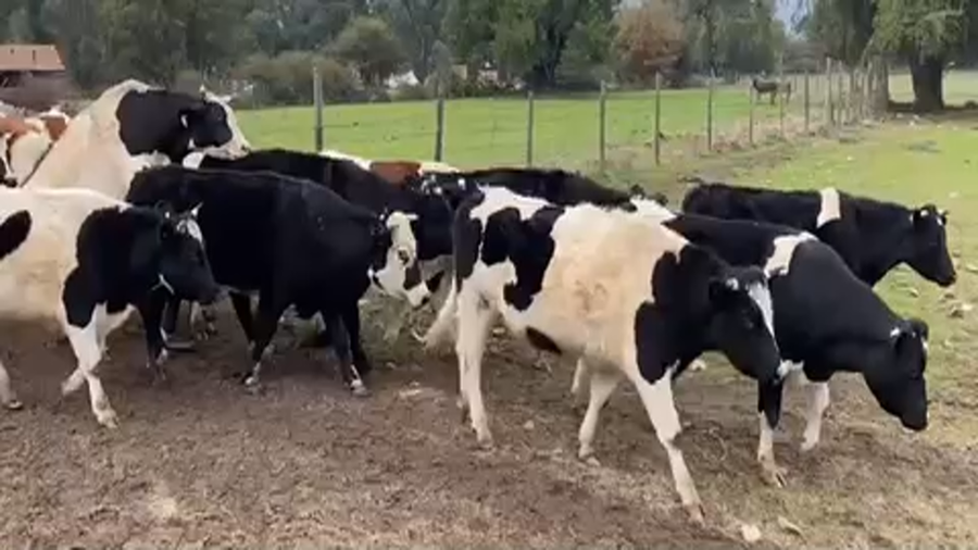 Lote 25 Novillo Engorda en Pirque, Región Metropolitana