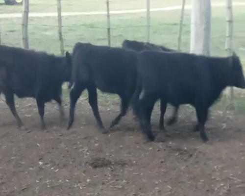 Lote (Vendido)16 Terneras AA 170kg -  en OMBUES DE LAVALLE