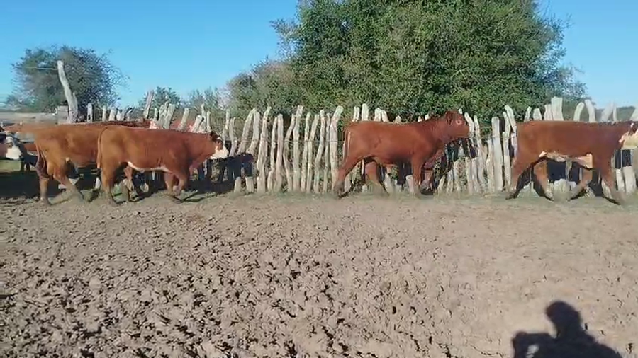 Lote 40 Terneros en Corrientes, Curuzu Cuatia
