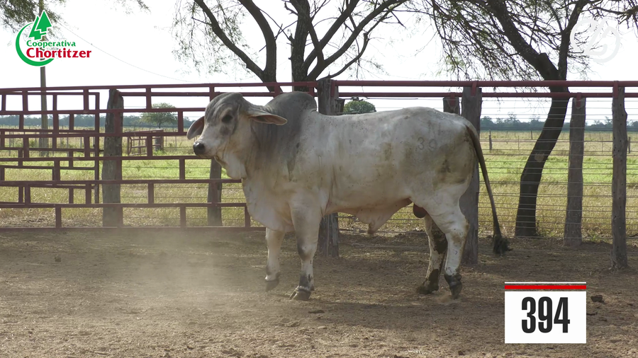 Lote Brahman