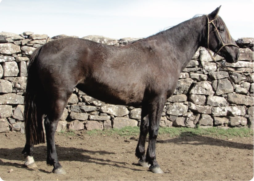 Lote Arpia Gaitera