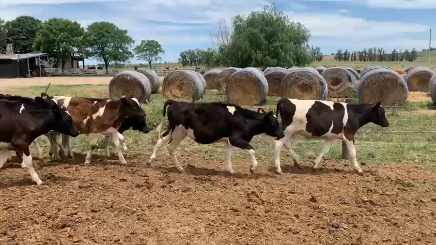 Lote 15 Terneros San José