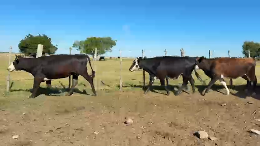 Lote VAQUILLONA PREÑADAS