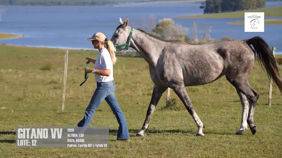 Lote GITANO VV