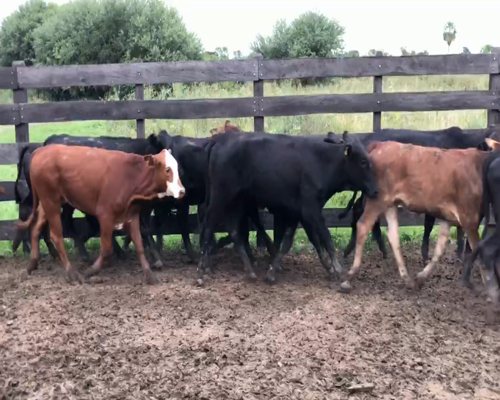 Lote 120 Terneras en Gral. Lucio V. Mansilla, Formosa
