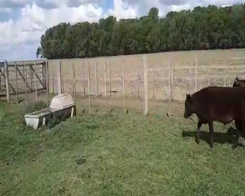 Lote 10 Terneros/as en Pellegrini, Buenos Aires