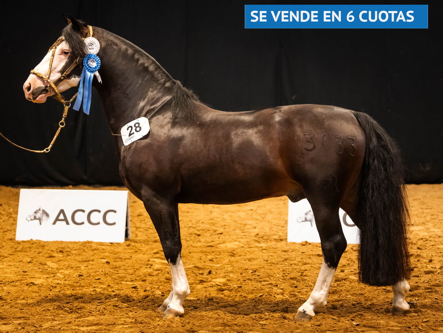 Lote DEL OESTE PAMPERO