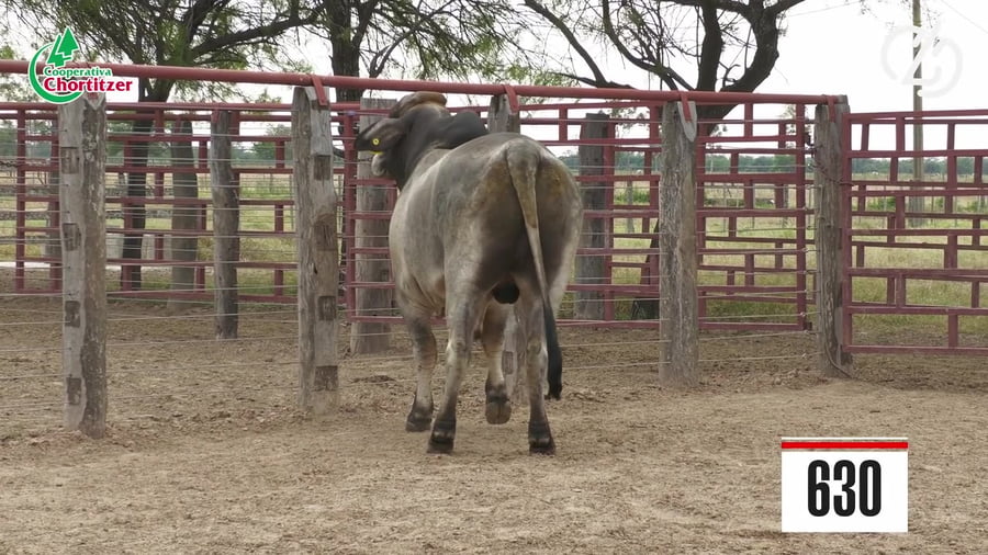 Lote Brahman